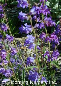 Penstemon strictus